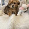 $850 puppy.    Teddy is Available 