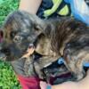 English Mastiff pups- ready to go home