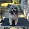 Blue Merle Phantom Poodle Stud Services