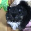 Akc champion pedigree Pomeranian puppy