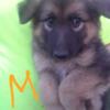 4 Pier bread  German shepherd Puppys for  sale