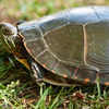 Painted turtles for sale