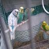 Budgies (Parakeets)