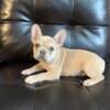 AKC registered French Bulldog puppy