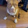 Bully Pups AvailaBle contact Malachi 678-267-5676