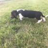 Basset hound pups for sale