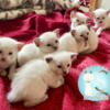 purebred Siamese kittens