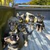 German Shepard/Australian Shepherd Puppies