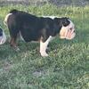 9 month black tri female