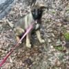 Akc German Shepherd puppies