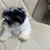 Beautiful male Morkie