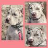 Beautiful Xl American bully Girl