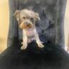   Russia line Yorkies 1 males