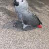 African Grey Parrot Ready For forever home