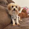 AKC Yorkshire Terriers 