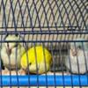 Blue Quaker baby parrots