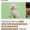 Bichon poodle mix