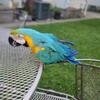 Blue and gold macaw 