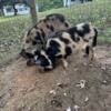 Kunekune pigs