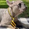 French Bulldog Available