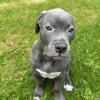 ABKC XL AMERICAN BULLY