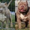 American bully 3 month old female