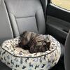 Female frenchie 2 years old