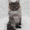 TICA Maine Coons