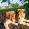 2 male shelties AKC