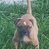 AMERICAN BULLDOG PUPS