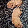 Shar pei