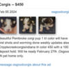 Osgood Indiana- Cripple Creek Corgis- Not Full Blooded