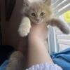 Maine coon kitten