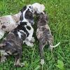 Mega Mastiff pups