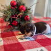 Miniature Dachshund
