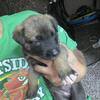 belgian malinois puppies 4 weeks old‼️‼️