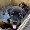 German Rottweiler pups 