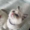 3 female Seal Point Bicolor kittens ready to go to their homes. They are TICA registered