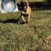 12 Week Old Belgian Malinois Puppies CKC Paperwork