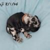 Kinji, blue merle new pics added 8/29