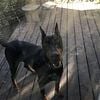 Akc Doberman stud Male