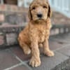 F!BB GoldenDoodles (Standard) Puppies