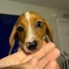 Dachshund Puppy - AKC