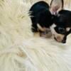 Chihuahuas  puppies female a male