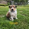 Rough Collie puppies