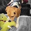 Beautiful full blooded 2 yr old male Beagle