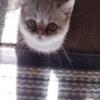 SH Exotic Persian Kitten in Eugene Oregon