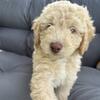 Rocky - male mini newfypoo puppy - ready now!