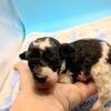 Tiny Toy Poodle puppy