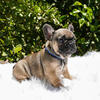 Black Sable Male French Bulldog